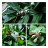 7PCS Exquisite Mini Mechanical Insect Christmas Gift Box Set Educational Toy Gift - stirlingkit