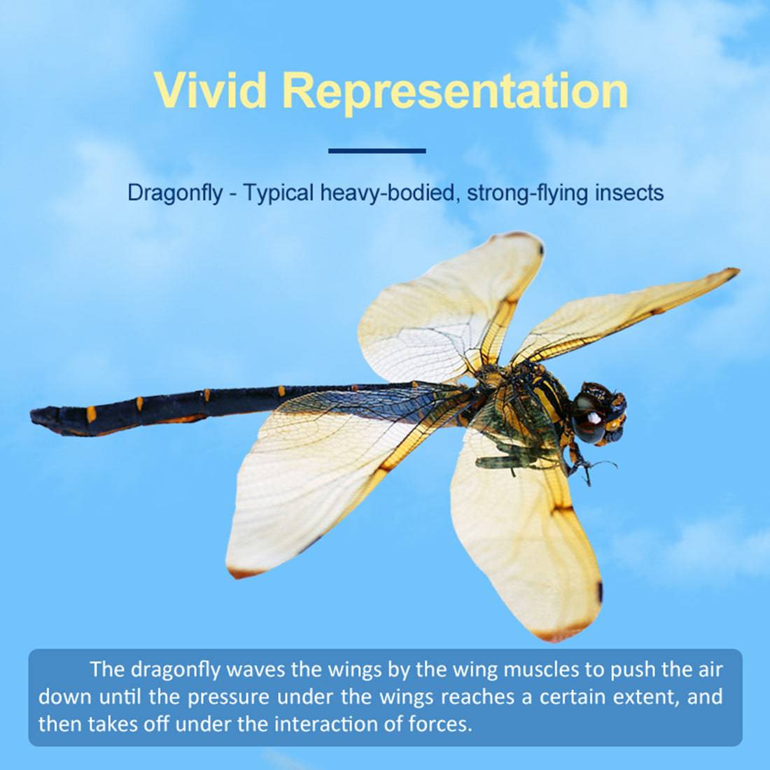 Teching Flying Dragonfly Kinetic Sculpture 3D Metal Model DIY Kits - stirlingkit