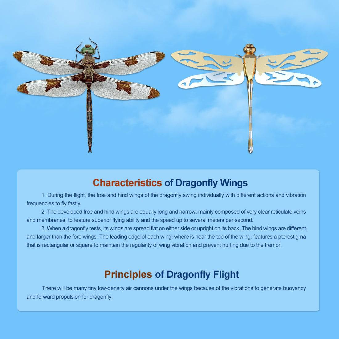 Teching Flying Dragonfly Kinetic Sculpture 3D Metal Model DIY Kits - stirlingkit