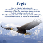 TECHING Kinetic Bald Eagle Sculptures Kits with Flapping Wings Pre-Order - stirlingkit